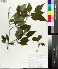 Forestiera acuminata image