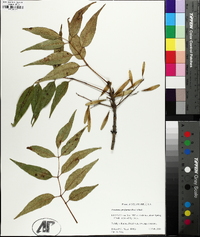 Fraxinus profunda image