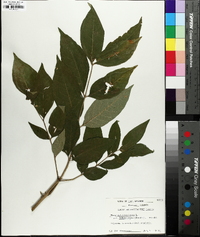 Fraxinus biltmoreana image