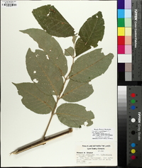 Fraxinus biltmoreana image