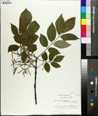 Fraxinus biltmoreana image