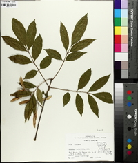 Fraxinus caroliniana image