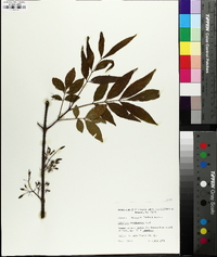 Fraxinus caroliniana image