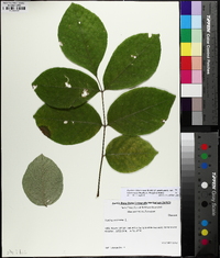 Fraxinus biltmoreana image