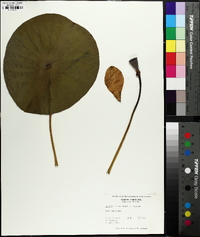 Nelumbo lutea image