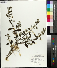 Sida rhombifolia image