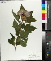 Hibiscus syriacus image