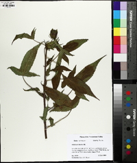 Hibiscus laevis image