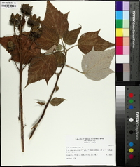 Hibiscus lasiocarpus image