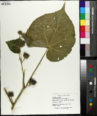 Abutilon theophrasti image