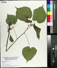 Abutilon theophrasti image