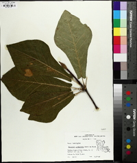 Magnolia pyramidata image