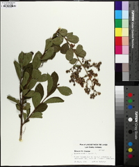 Lagerstroemia indica image