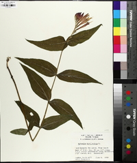 Spigelia marilandica image