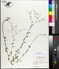 Linum virginianum image