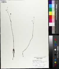 Utricularia gibba image