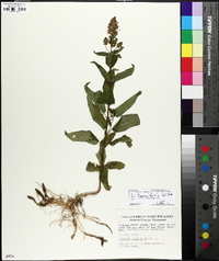 Stachys tenuifolia image