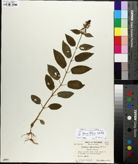 Stachys tenuifolia image