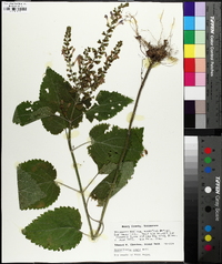 Scutellaria ovata image