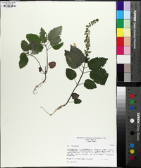 Scutellaria ovata image