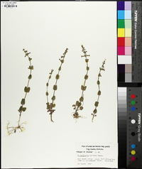 Scutellaria parvula var. australis image