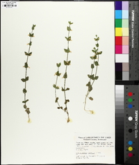 Scutellaria parvula image