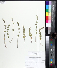 Scutellaria parvula var. parvula image