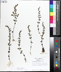 Scutellaria parvula image