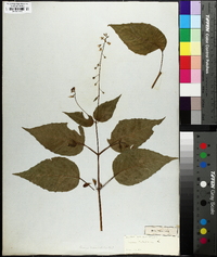 Circaea canadensis image