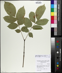 Fraxinus biltmoreana image