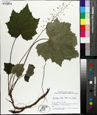 Heuchera villosa image