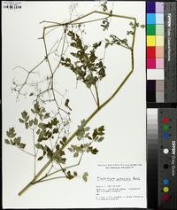 Thalictrum pubescens image