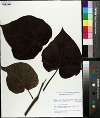 Paulownia tomentosa image