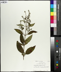 Scutellaria incana image