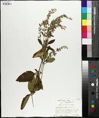 Scutellaria incana image