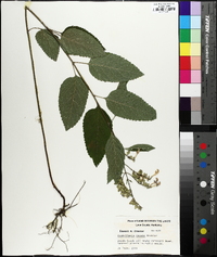 Scutellaria incana image