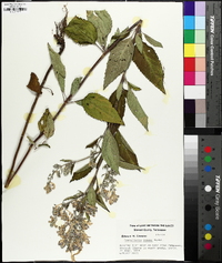 Scutellaria incana image