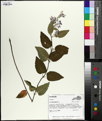 Scutellaria incana image