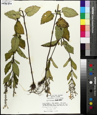 Scutellaria incana image