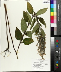 Scutellaria incana image