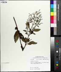 Scutellaria incana image