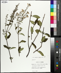 Scutellaria incana image