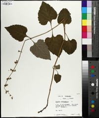 Salvia urticifolia image