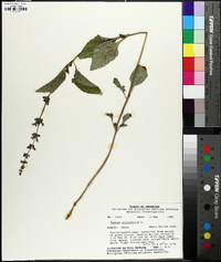 Salvia urticifolia image