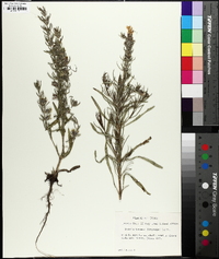 Salvia texana image