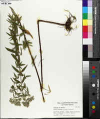 Pycnanthemum pilosum image