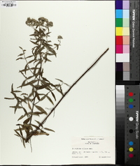 Pycnanthemum pilosum image