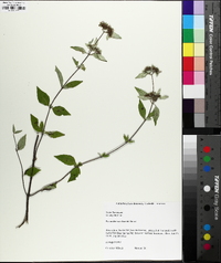 Pycnanthemum loomisii image