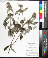 Pycnanthemum loomisii image