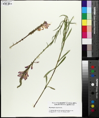 Physostegia virginiana image